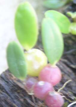 Image of Bulbophyllum cocoinum Bateman ex Lindl.