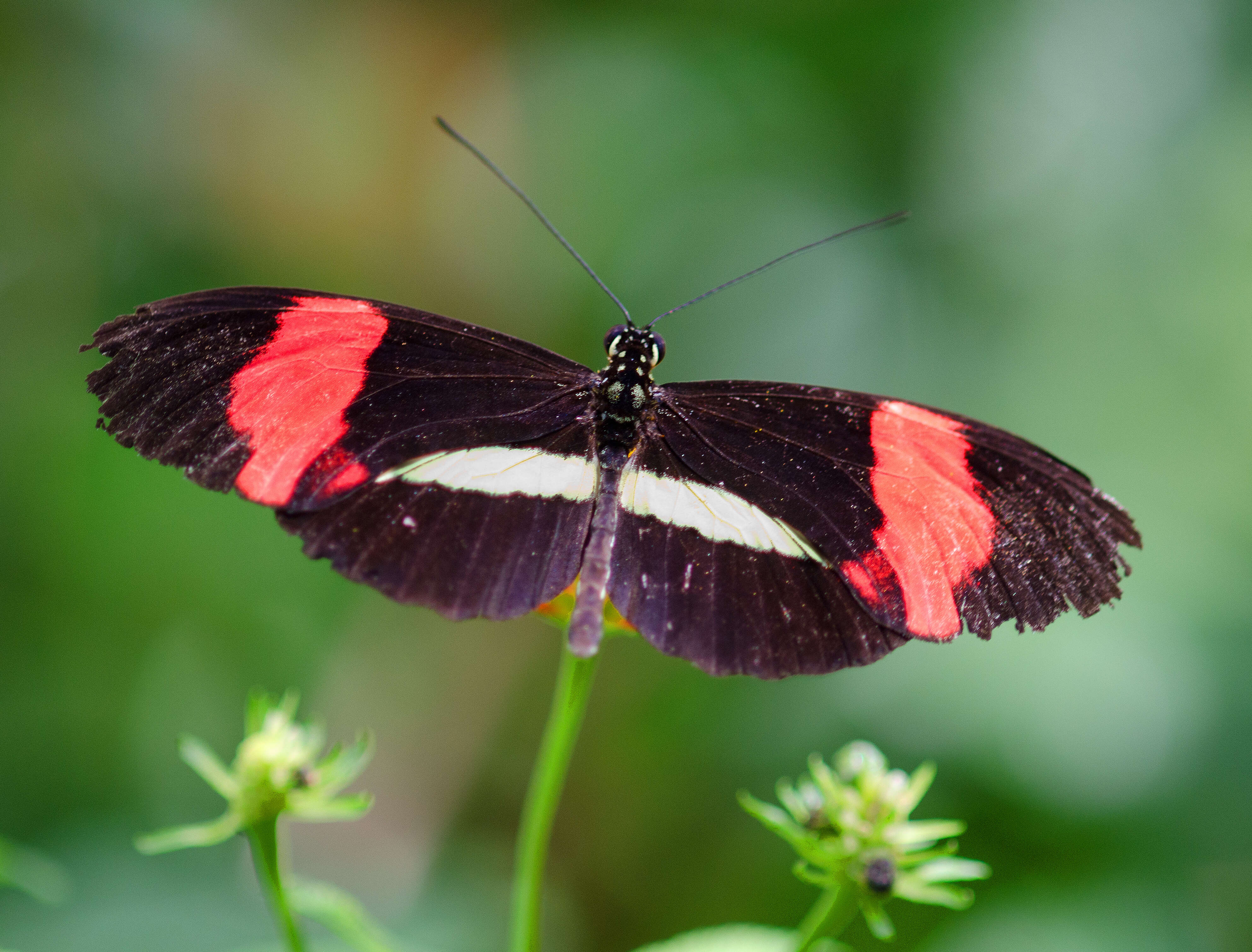 Image of Crimson Patched Longwing