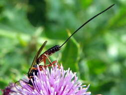 Image of Ichneumon