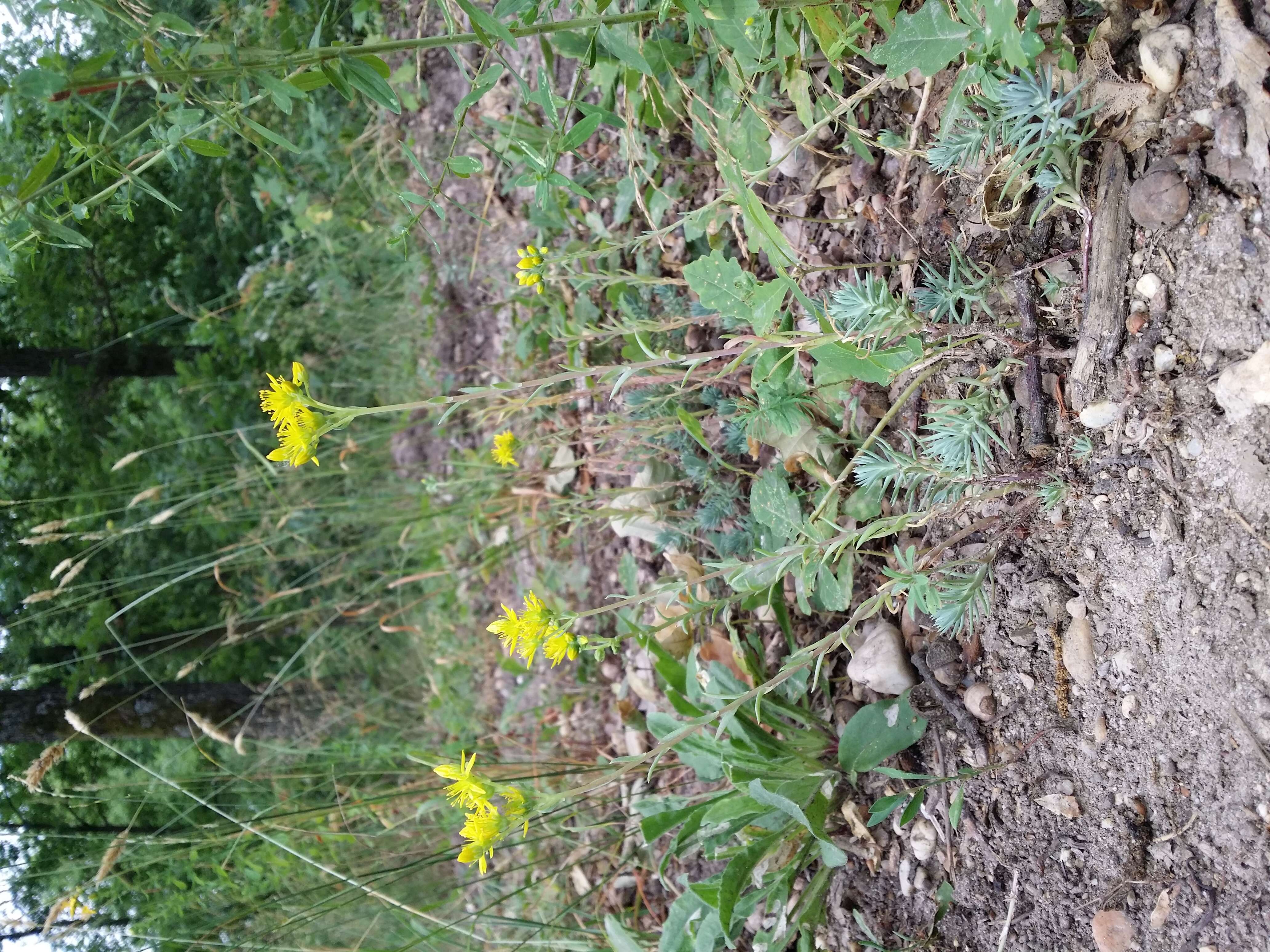 Слика од Petrosedum rupestre (L.) P. Heath