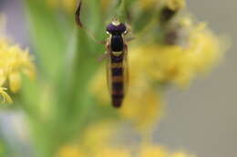 Sphaerophoria scripta (Linnaeus 1758) resmi