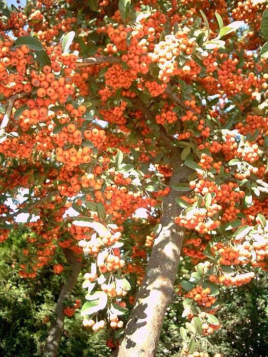 Image de Pyracantha coccinea M. J. Roemer