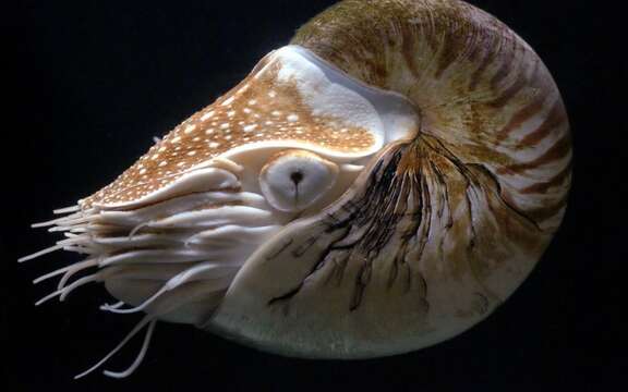 Image of chambered nautilus