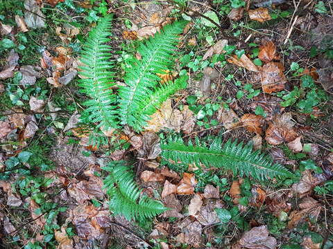 Image of hard shield-fern