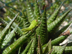 Image of egyptian grasshopper, tree locust