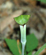 Image of Jack in the pulpit