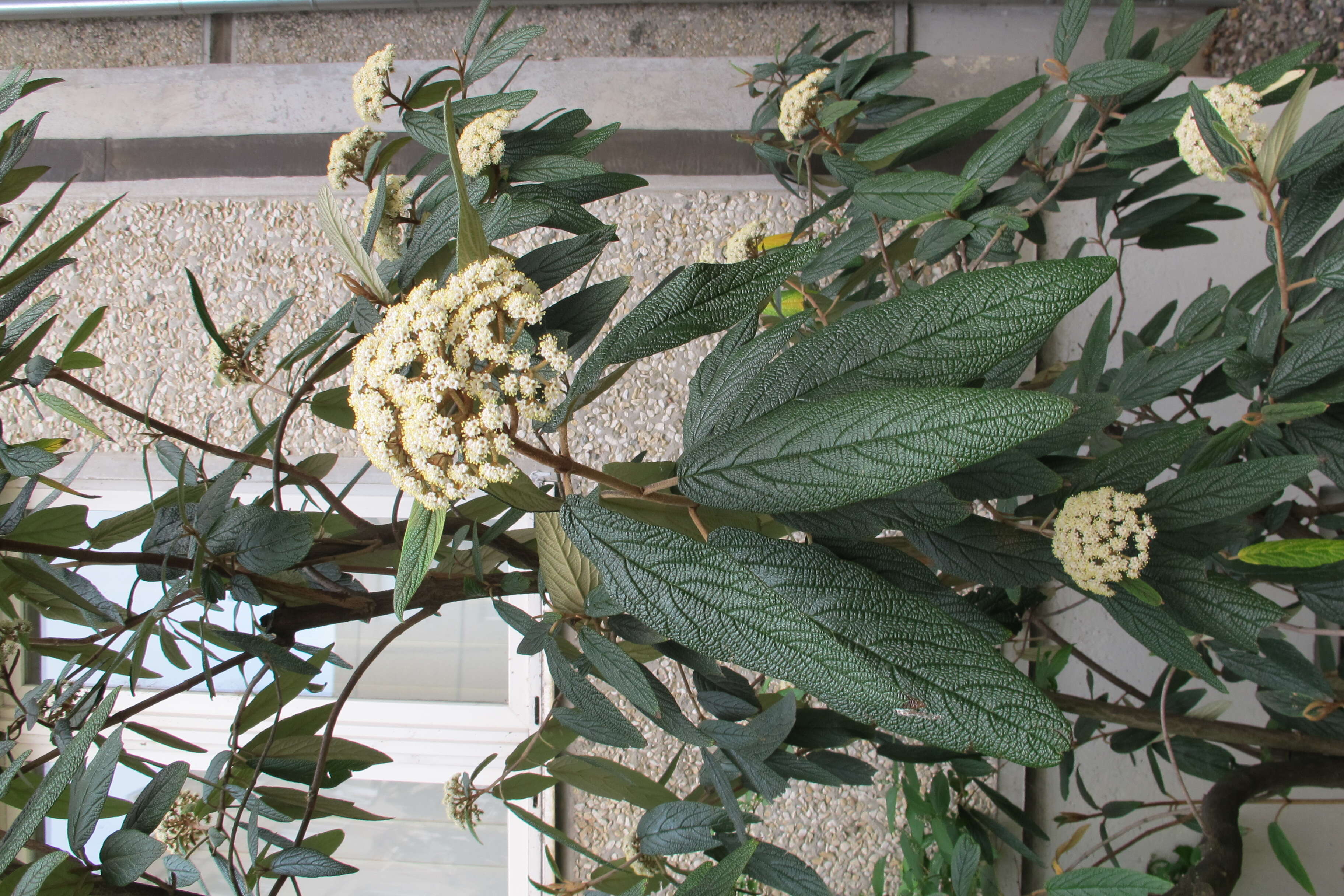 Plancia ëd Viburnum rhytidophyllum Hemsl. ex Forb. & Hemsl.