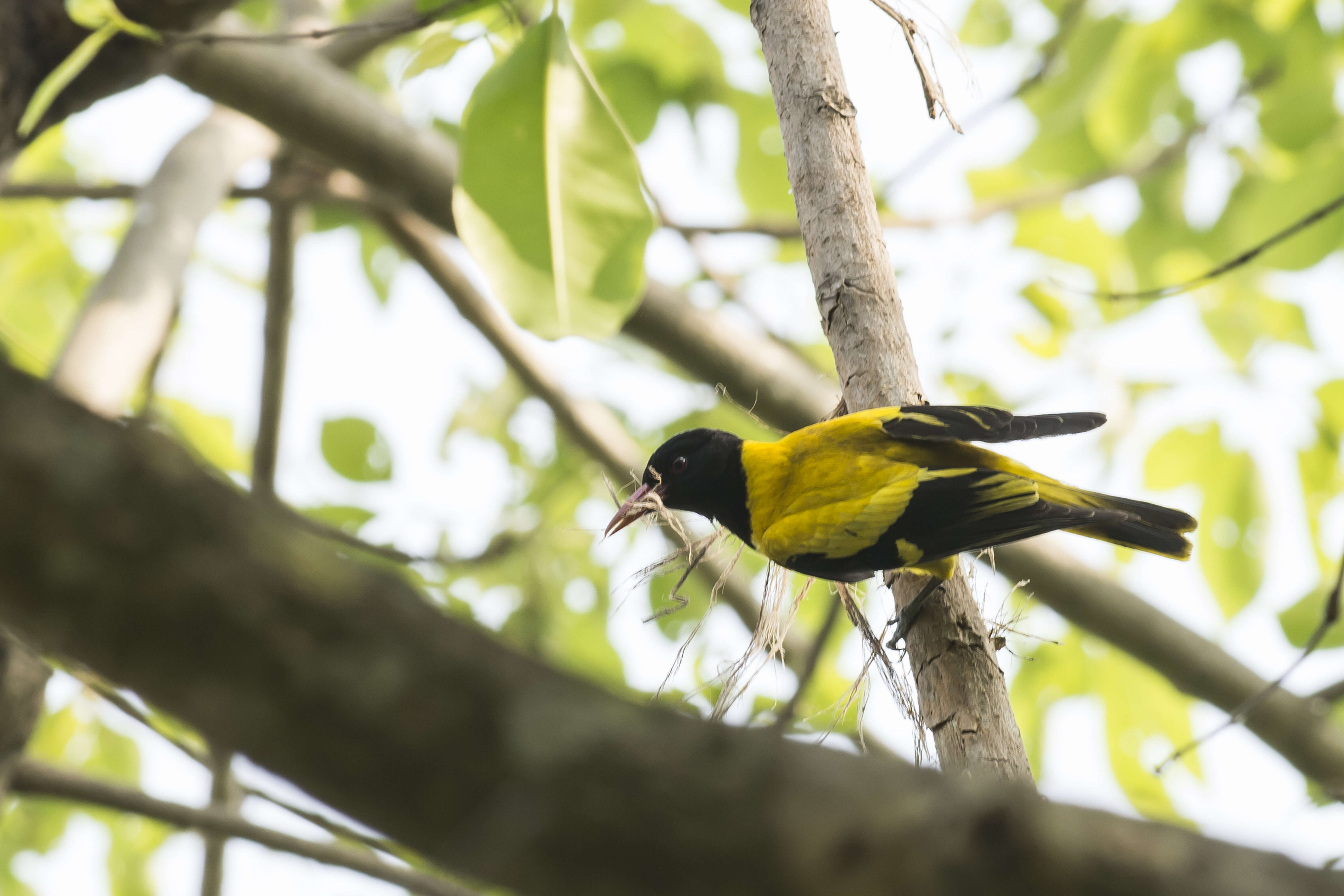 Image of Black-hooded Oriole