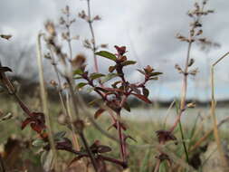 Image of breckland thyme