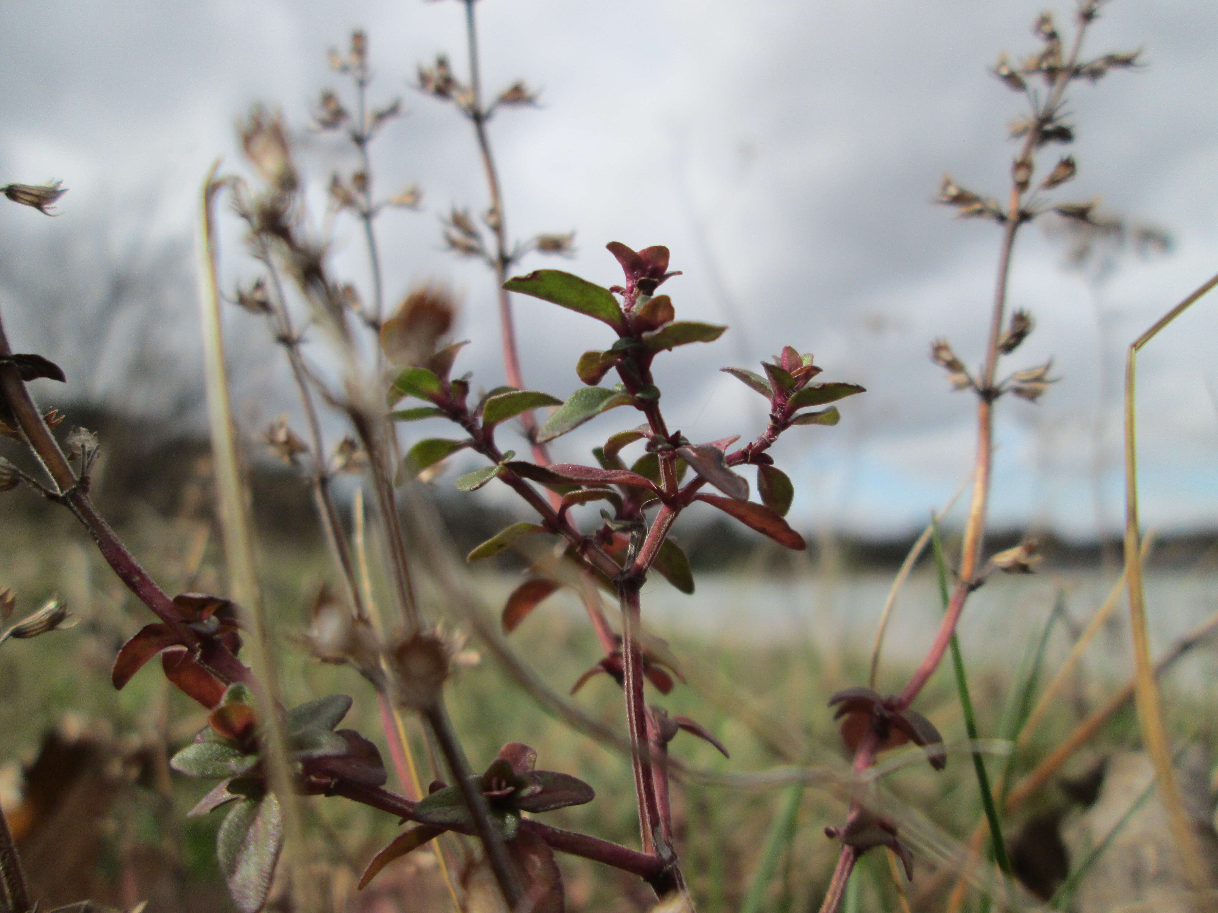 Слика од Thymus serpyllum L.