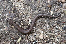 Image of Blackbelly Slender Salamander