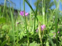 Imagem de Geranium molle L.