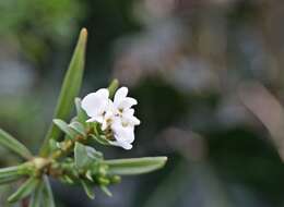 Imagem de Iberis sempervirens L.