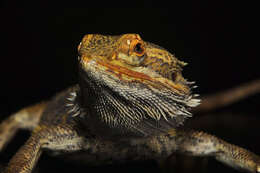 Image of Central bearded dragon