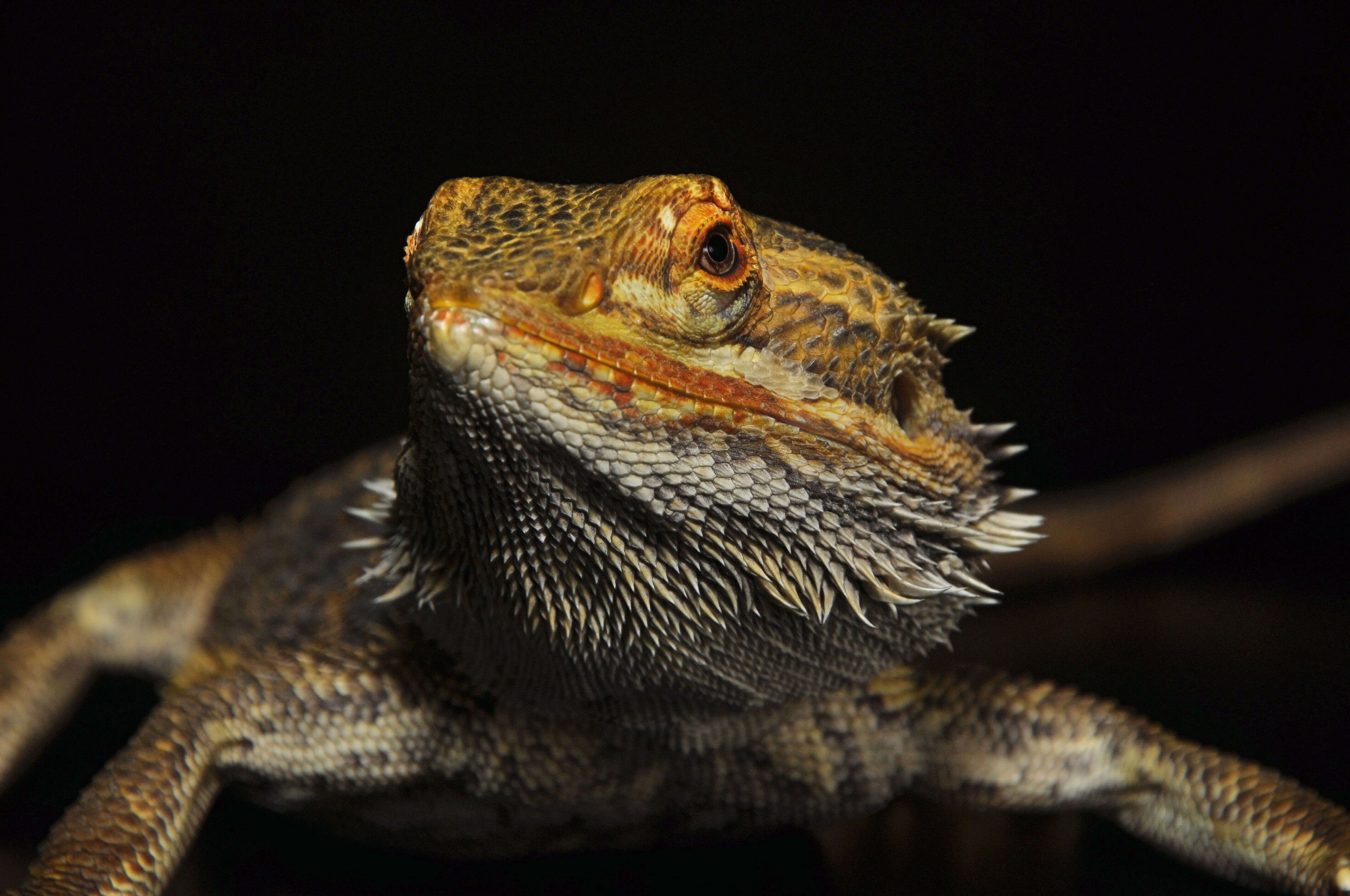 Image of Central bearded dragon