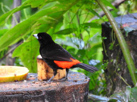 Image of Passerini's Tanager