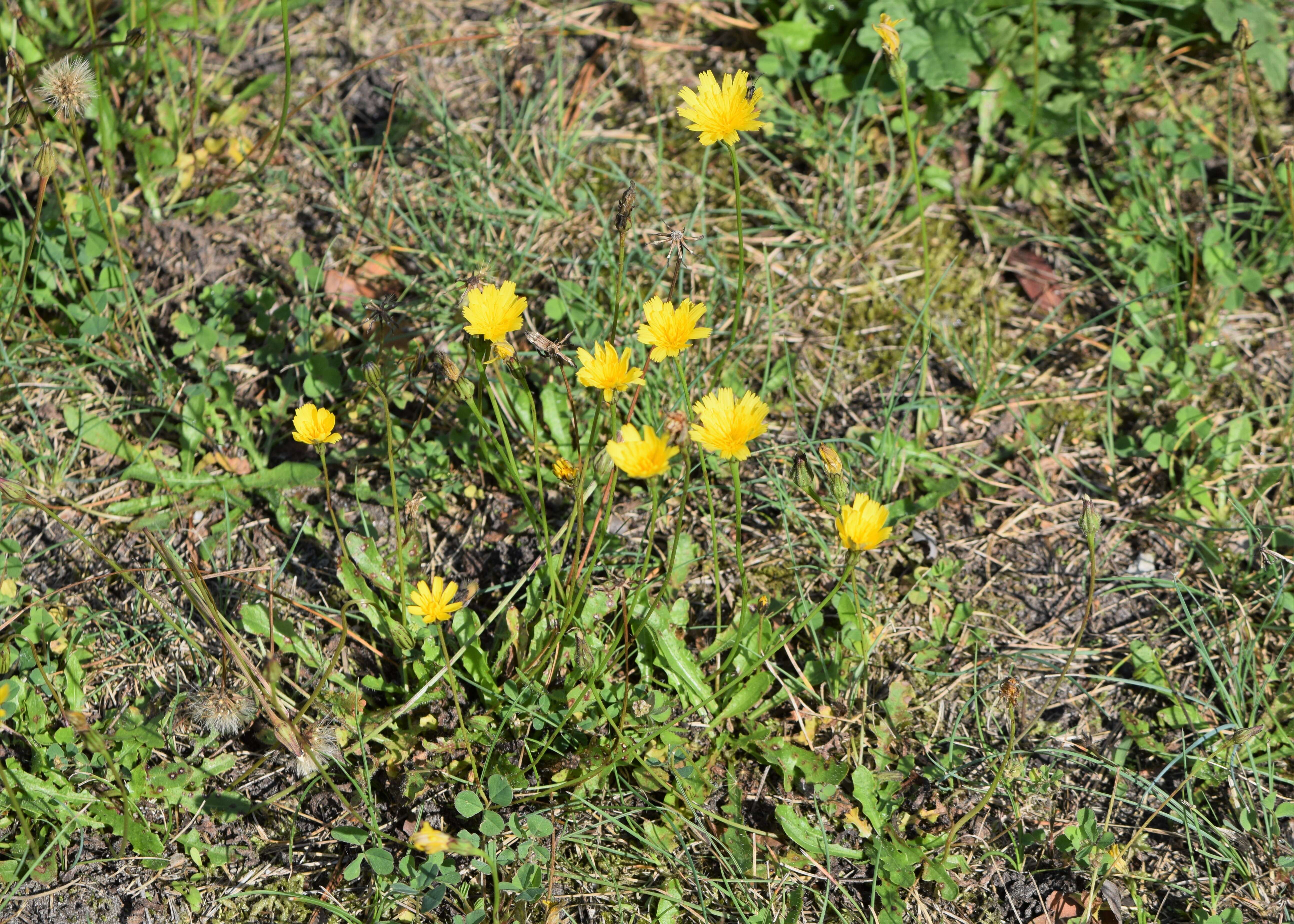 Image of lesser hawkbit