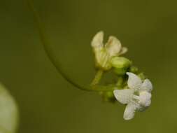 Sivun Zehneria scabra (L. fil.) Sond. kuva