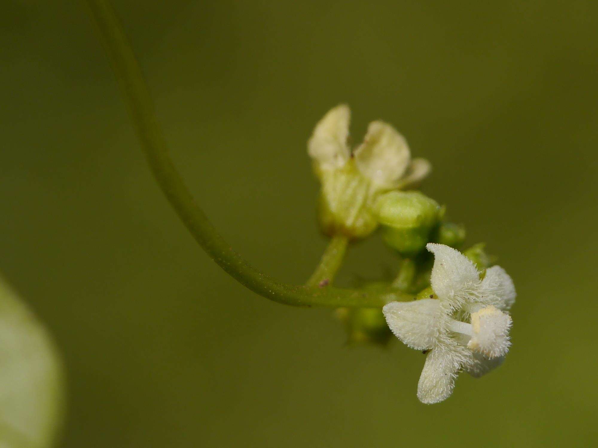 Sivun Zehneria scabra (L. fil.) Sond. kuva