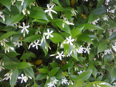 Plancia ëd Trachelospermum jasminoides (Lindl.) Lem.