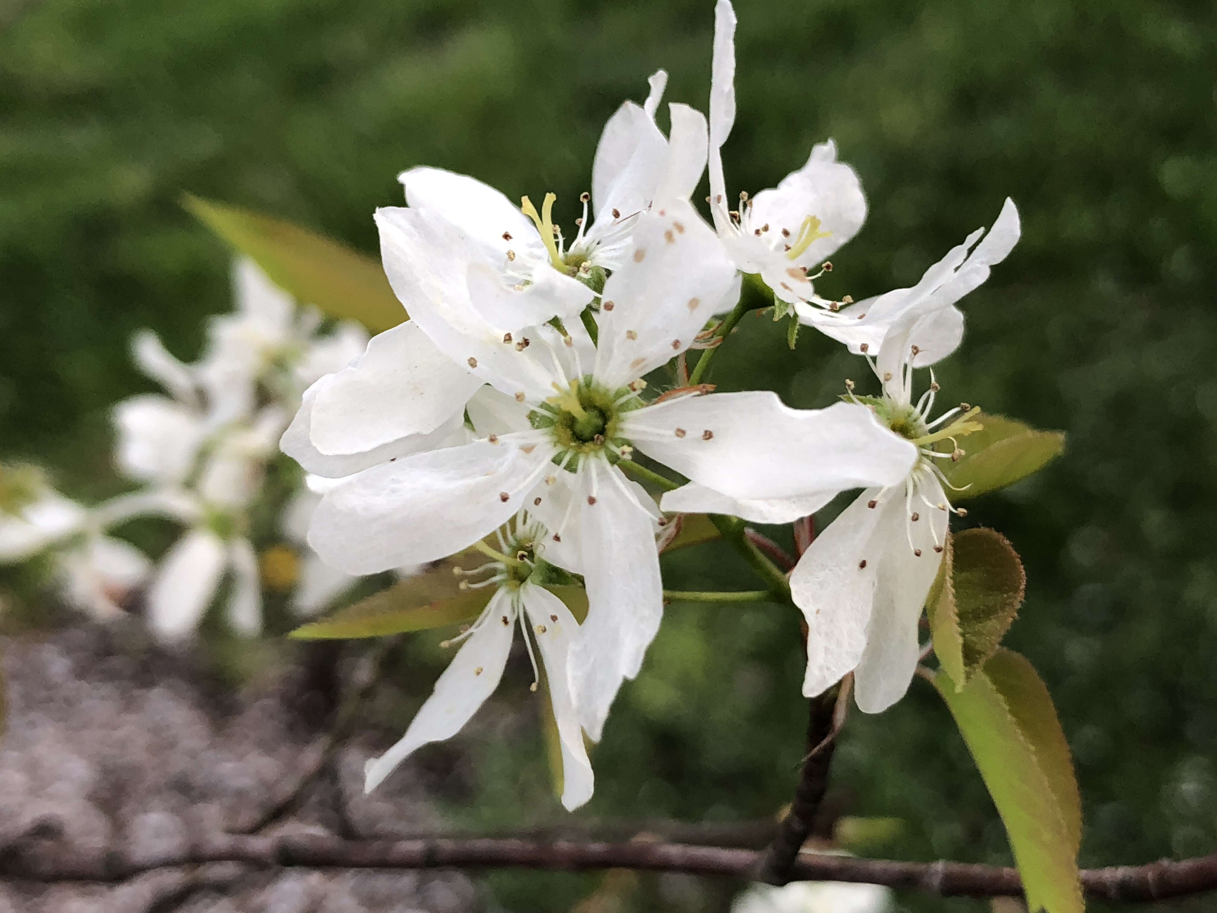 Image de Amelanchier grandiflora Rehd.