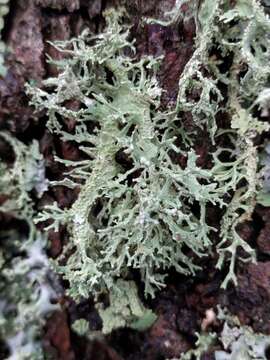 Image of ring lichen