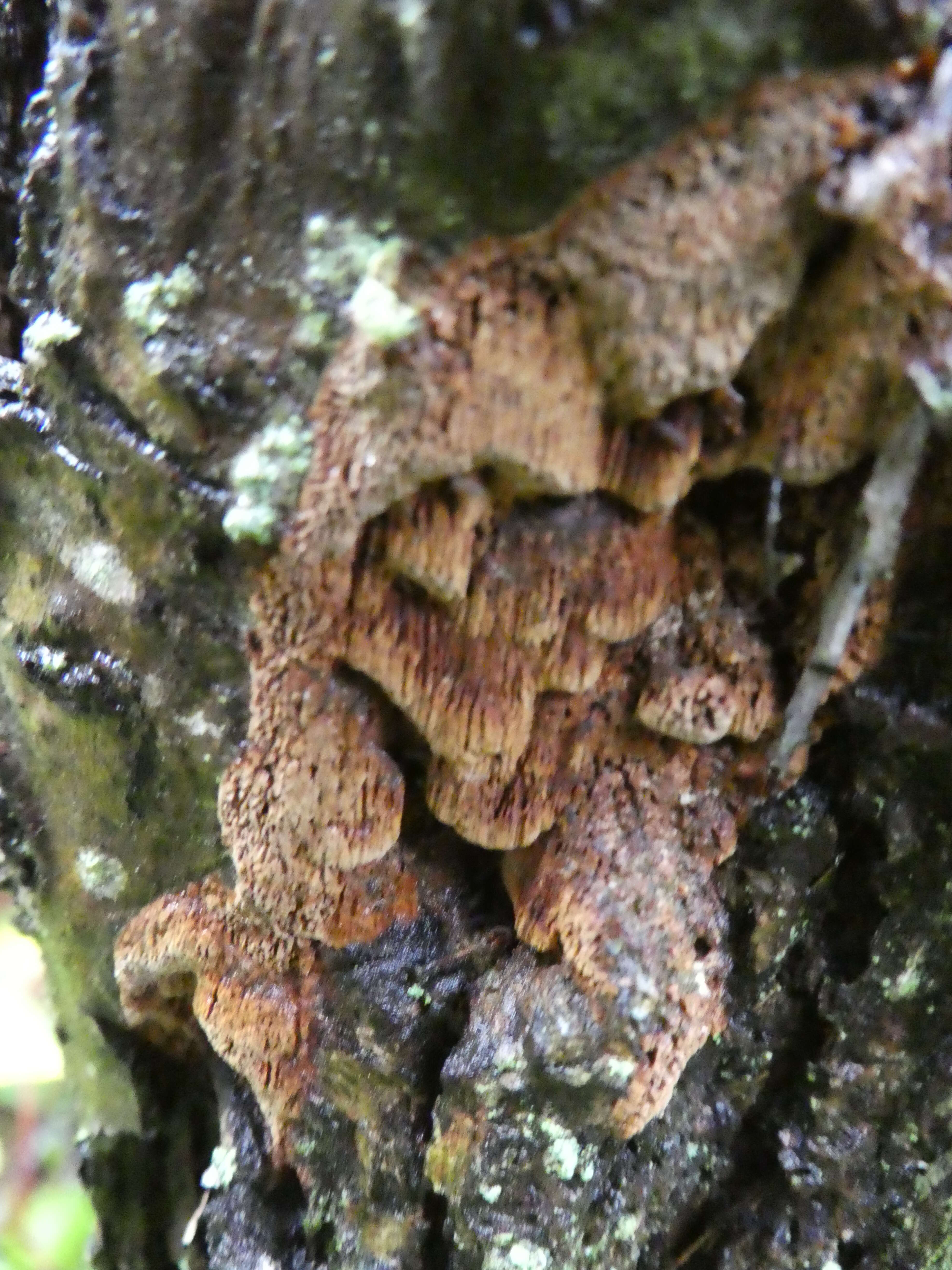 Image of Phellinus