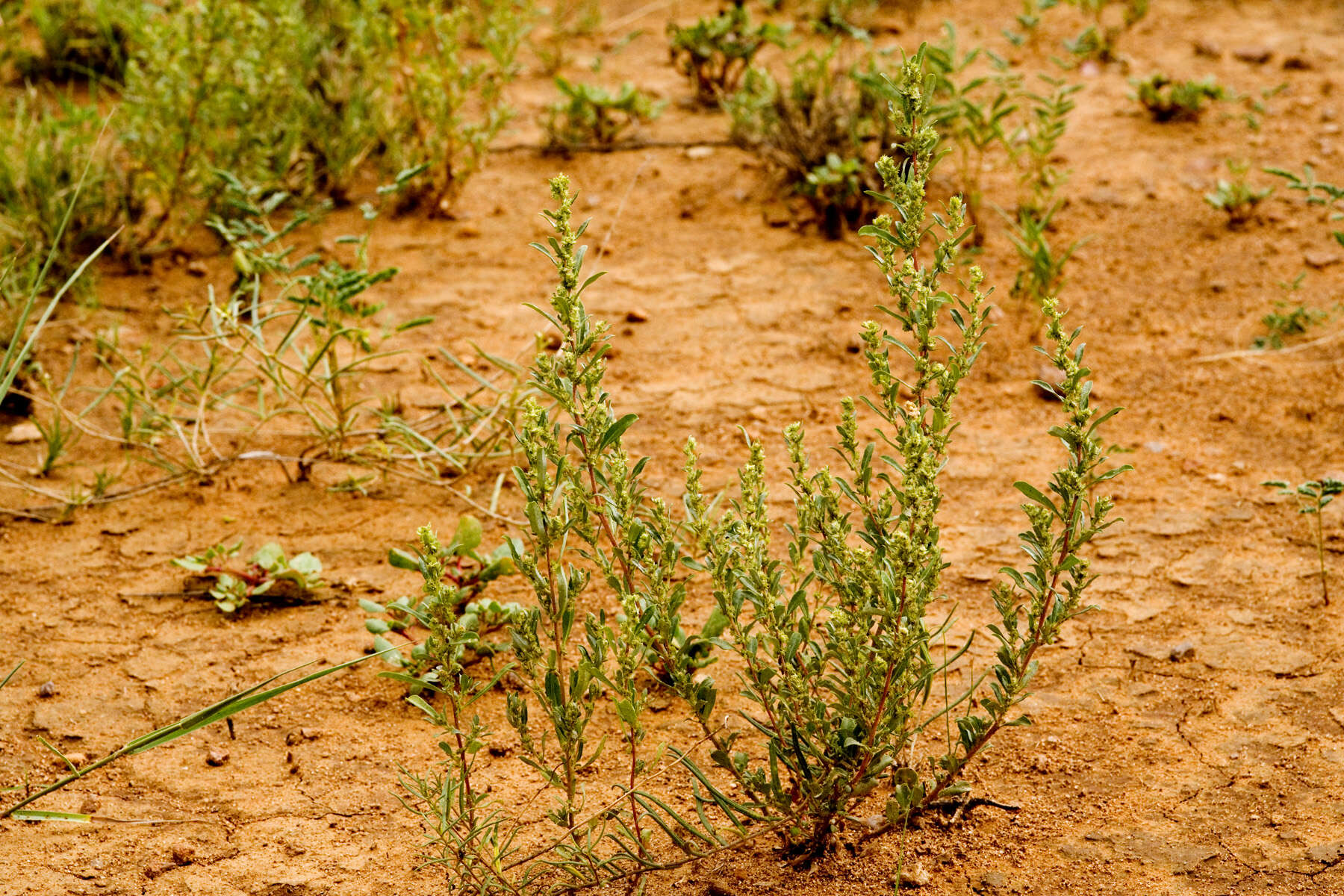 Image of wheelscale saltbush