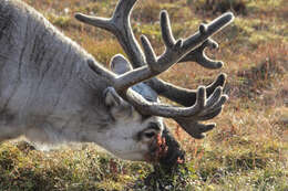 Image of Svalbard reindeer