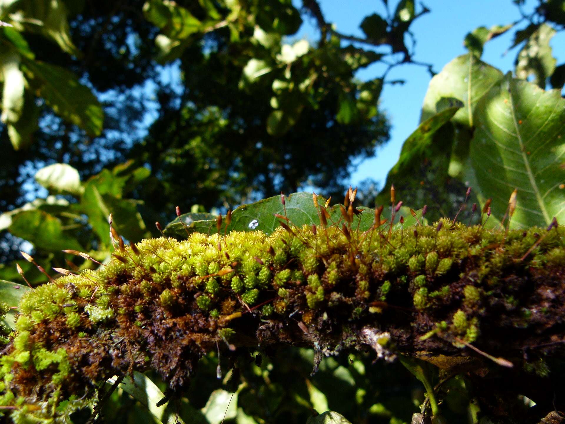 Image of macromitrium moss