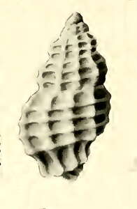 Image of Pseudodaphnella stipata Hedley 1922