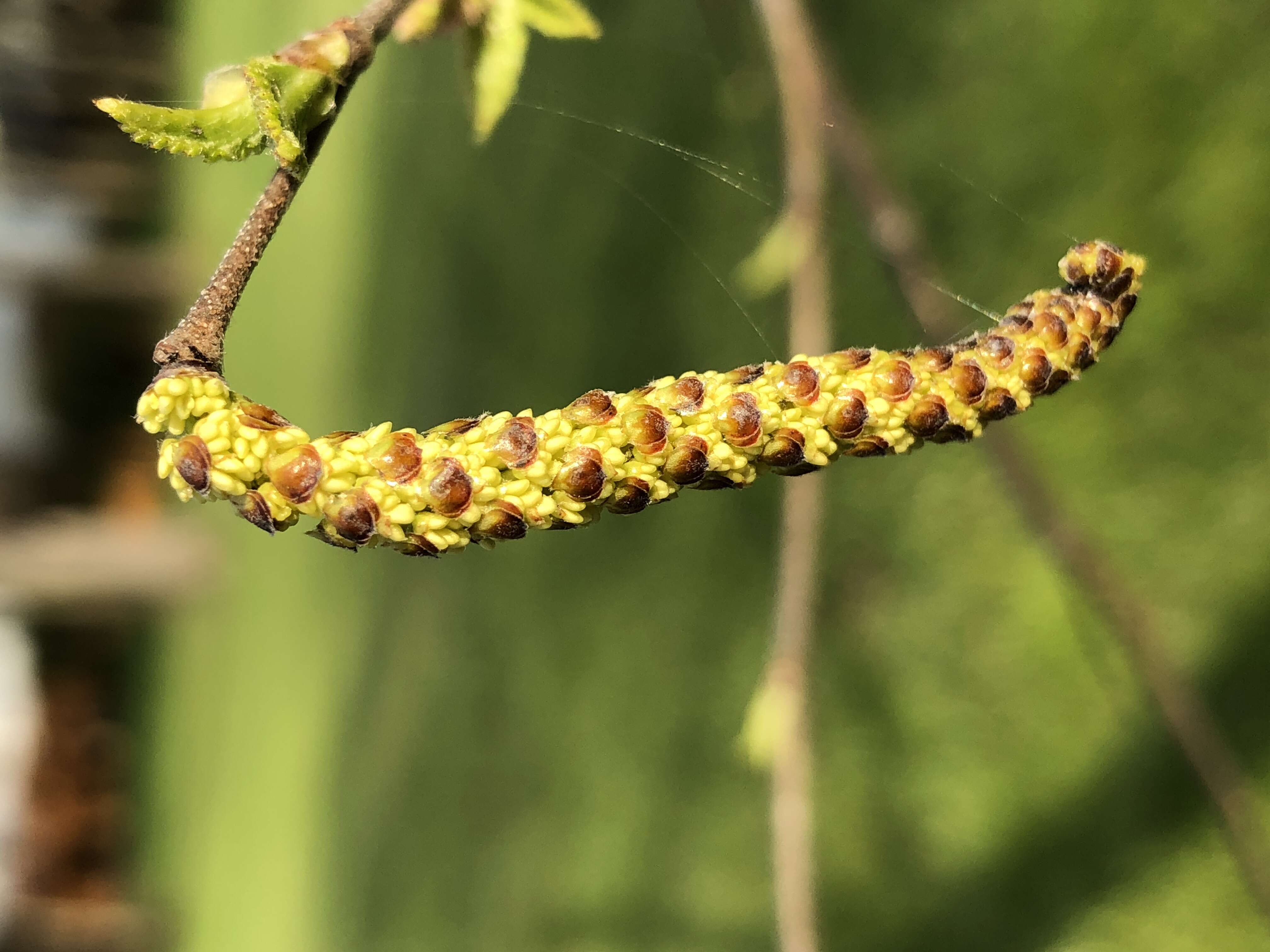 Image of Black Birch