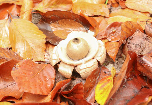 Image of Collared Earthstar