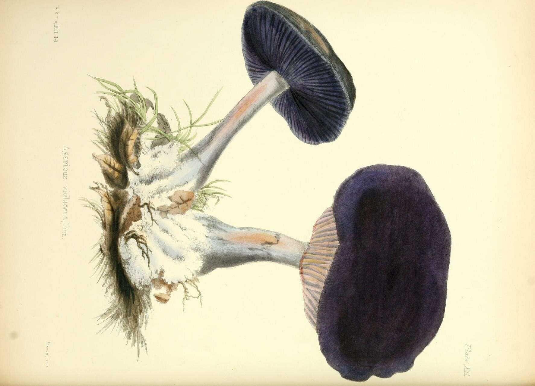 Image of Cortinarius violaceus (L.) Gray 1821