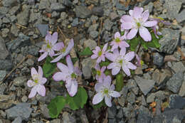 Image of Rue-Anemone