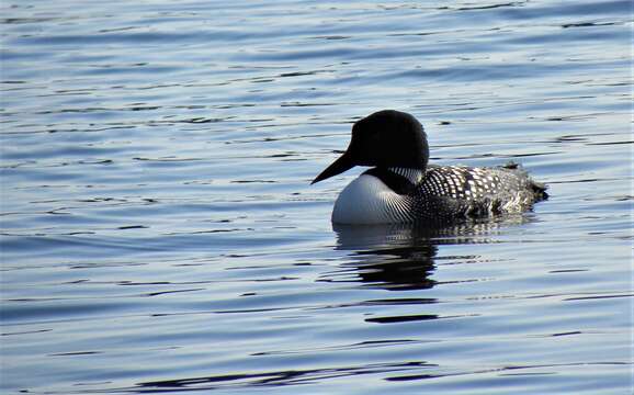 Image of loons