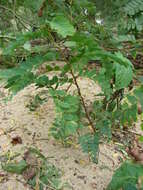 Image of tamarind