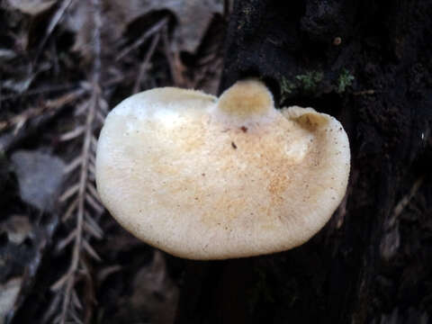 Image of Crepidotus mollis (Schaeff.) Staude 1857