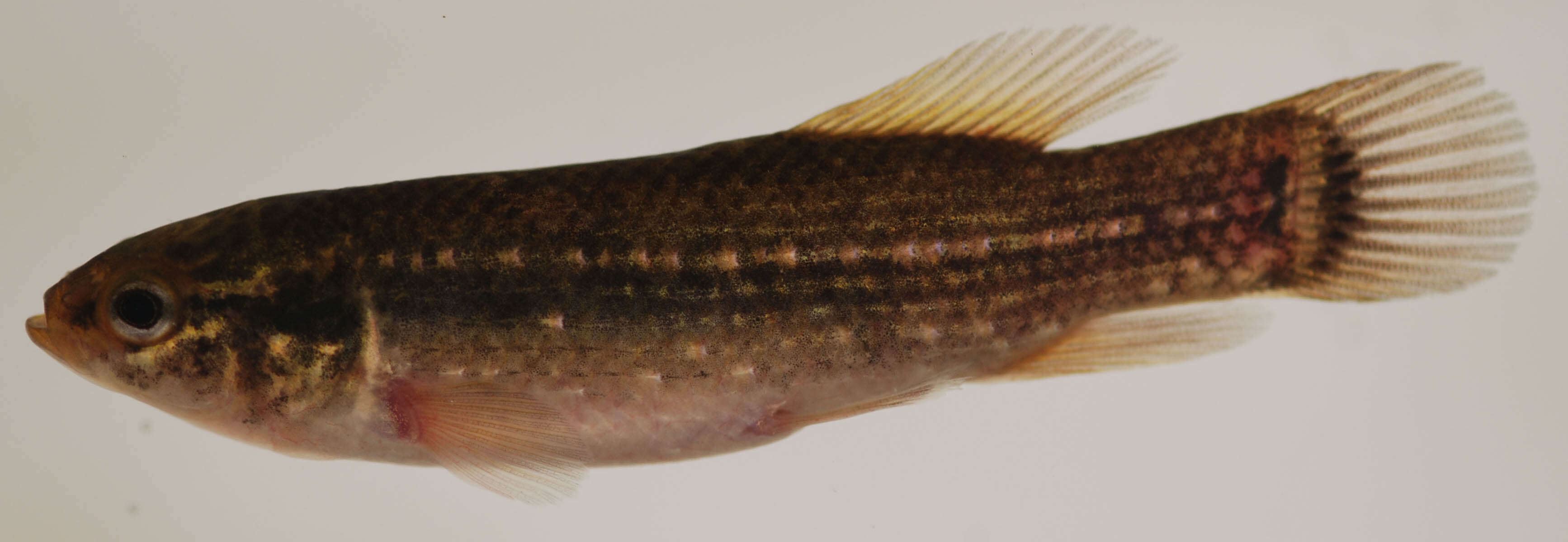 Image of eastern mudminnow, striped mudminnow