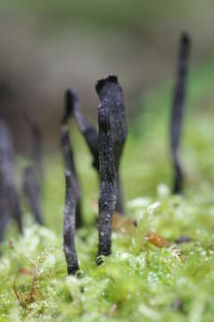 Image of Candle-snuff Fungus