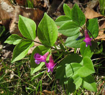 Image of spring pea