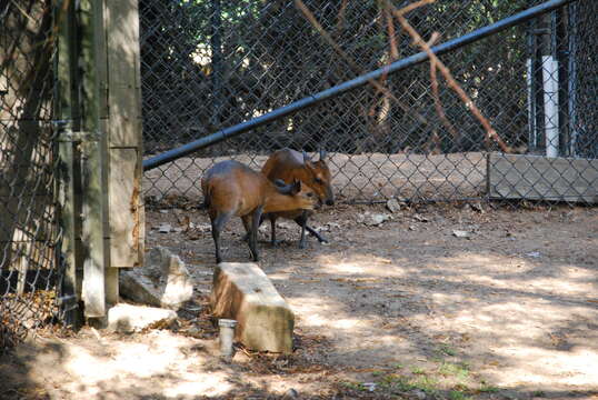 Image of Red-flanked Duiker