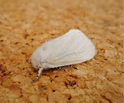 Image of White Satin Moth