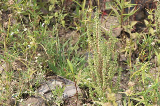 Image of Salvia plebeia R. Br.