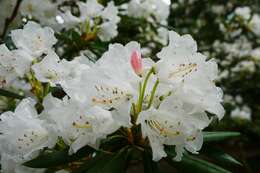 صورة Rhododendron hyperythrum Hayata