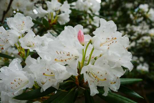 Image of Rhododendron hyperythrum Hayata