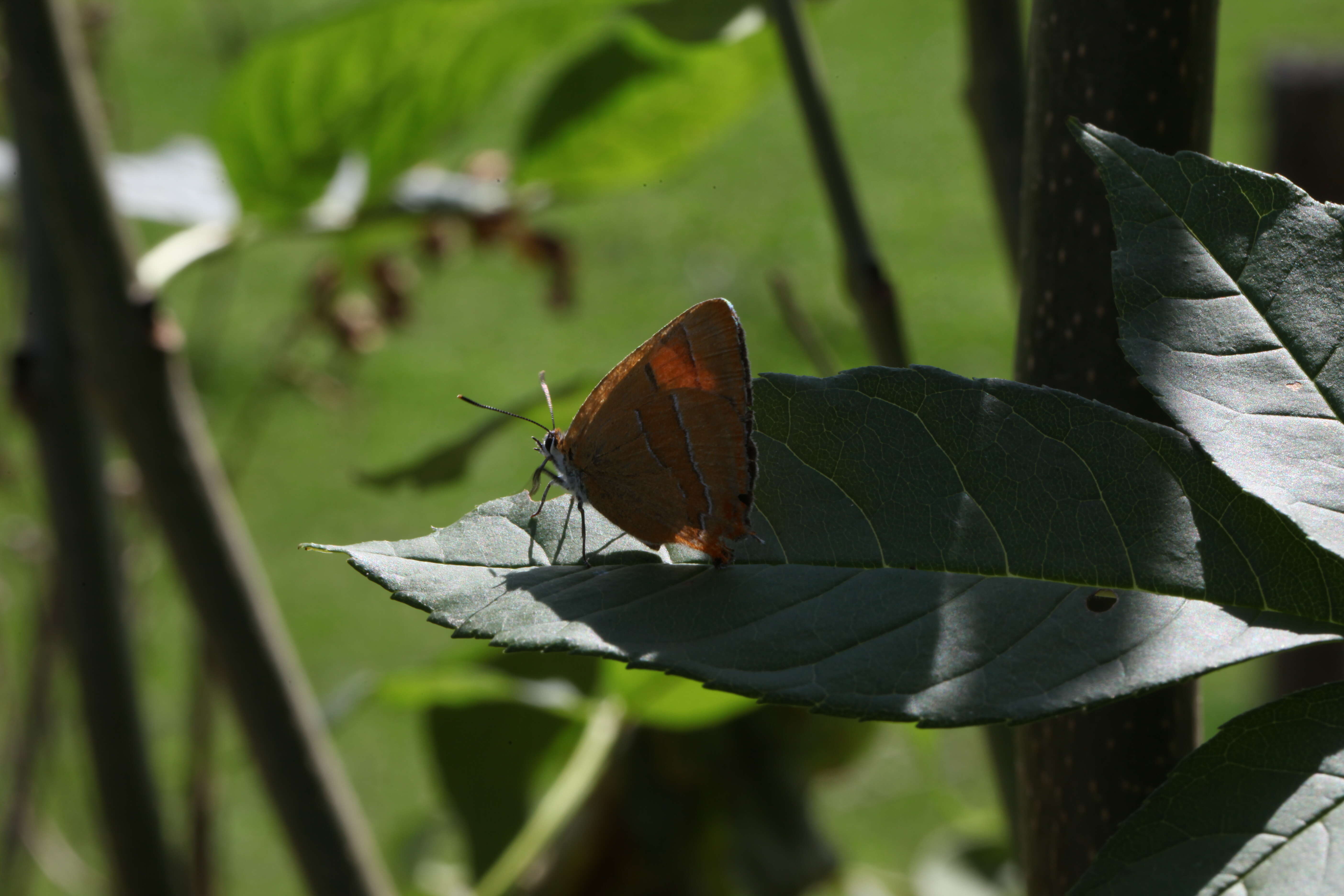 Image of Brown Hairstreak