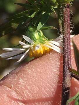 Image of hairy white oldfield aster