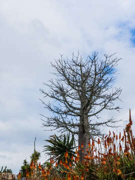 Image of Grandidier’s baobab