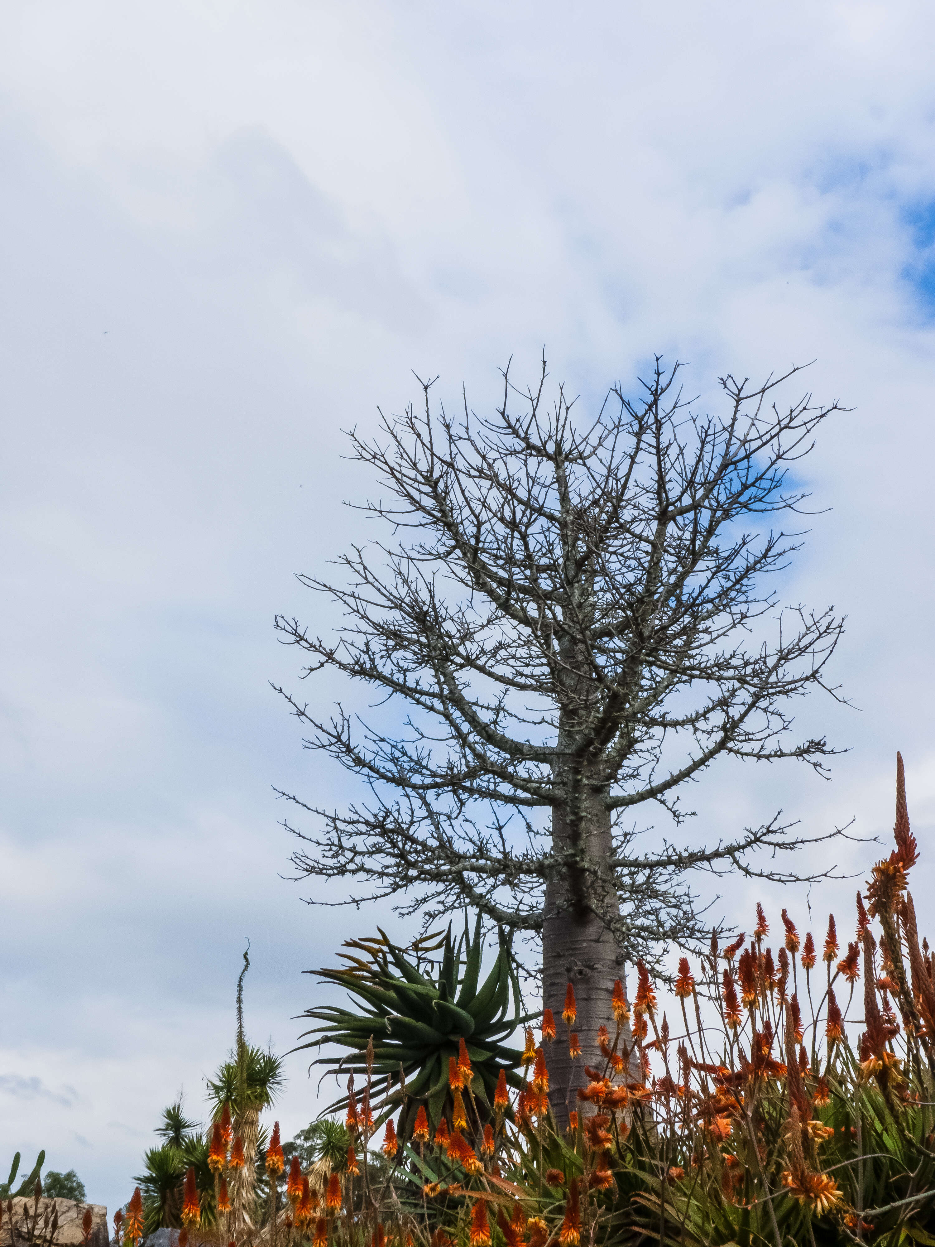 Image de Adansonia grandidieri Baill.